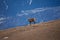 Beautiful chamois jumping in the Mountain of Pyrenees