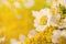 Beautiful chamomile background