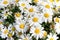 Beautiful chamomile or daisy flowers as natural background