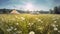 Beautiful chamomile field for glamping in summer with tents and blue sky