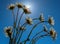 Beautiful chamomile flower against the blue sky.