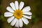 Beautiful chamomile flower or also known as daisy growing freely in the field, under the radiant spring sun
