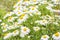 Beautiful Chamomile flowers