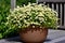 Beautiful chamomile flowers in a clay pot on a wooden table