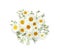 Beautiful chamomile flowers on white background