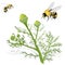 Beautiful chamomile flowers on white background. Vector illustration of medical herb with honey bee