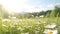 Beautiful chamomile meadow