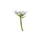 Beautiful chamomile plant with white petals, vector hand drawn blossom chamomile, one daisy flower healing herb