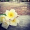 Beautiful Champa flower on the floor with epic background