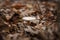 Beautiful champignon mushroom in autumn forest among dry leaves. Seasonal mushrooms hunting, fall nature, closeup shot