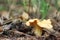 Beautiful chanterelle close-up