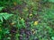 Beautiful chanterelle mushrooms in the forest, Cantharellus cibarius