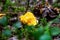 Beautiful chanterelle mushrooms in the forest. Shallow depth of field