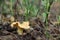 Beautiful chanterelle in wood