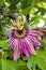 The beautiful and characteristic flower of passiflora