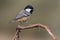 Beautiful charcoal, Periparus ater, perched on a branch with a green blurry background