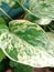 Beautiful and Charming Betel Leaf Pattern