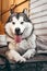 Beautiful charming female Malamute with brown eyes, fluffy ears and pink tongue lies and smiles. Large Alaskan Malamute gray -
