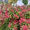 beautiful and charming red euphorbia flowers