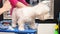 Beautiful and charming white dog Bichon frieze on the table in the pet salon.