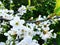 Beautiful and charming white spring flowers front of green background.