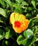 Beautiful and charming yellow chinese Hibiscus flowe on a sunny day