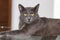 Beautiful Chartreux breed cat