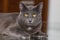 Beautiful Chartreux breed cat