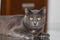 Beautiful Chartreux breed cat