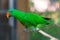 Beautiful Chattering Lory Lorius on a branch