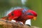 Beautiful Chattering Lory Lorius on a branch