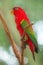 Beautiful Chattering Lory Lorius on a branch