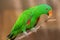 Beautiful Chattering Lory Lorius on a branch