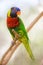 Beautiful Chattering Lory Lorius on a branch