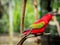 Beautiful Chattering red Lory