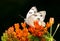 Beautiful Checkered White butterfly on bright orange Butterflyweed flowers