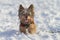 Beautiful cheerful little hairy Yorkshire Terrier dog running in the snow