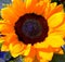 beautiful and cheerful sunflower background