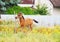 Beautiful cheerful young foal of Arabian thoroughbred breed gallops and jumps on a flowering meadow in its paddock