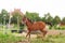 Beautiful cheerful young foal of Arabian thoroughbred breed gallops and jumps on a flowering meadow in its paddock