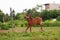 Beautiful cheerful young foal of Arabian thoroughbred breed gallops and jumps on a flowering meadow in its paddock