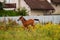 Beautiful cheerful young foal of Arabian thoroughbred breed gallops and jumps on a flowering meadow in its paddock