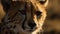 beautiful Cheetah in its natural habitat. Close up of Cheetah in African plain