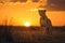 Beautiful cheetah sitting on the savannah as the sun sets in the background. Amazing African Wildlife