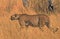 Beautiful cheetah walking across the dry yellow savannah in Hwange National Park, Zimbabwe. GNice Golden