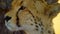 Beautiful Cheetah in the Wild, Wild Nature, Wild Animal, Wildlife, Africa