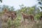 Beautiful cheetahs standing on a bush field with a blurred background