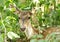 Beautiful cheetal deer in bush of Jim Corbett