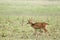 Beautiful Cheetal deer in the grassland of Dhikala