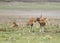 Beautiful Cheetal deers in the grassland of Jim Corbett